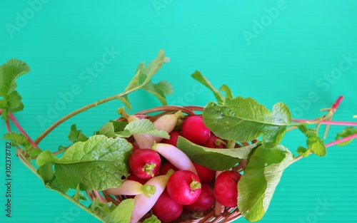 野菜　らでぃしゅ　みにだいこん photo