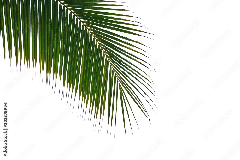 Obraz premium Tropical coconut leaves with branches on white isolated background for green foliage backdrop 