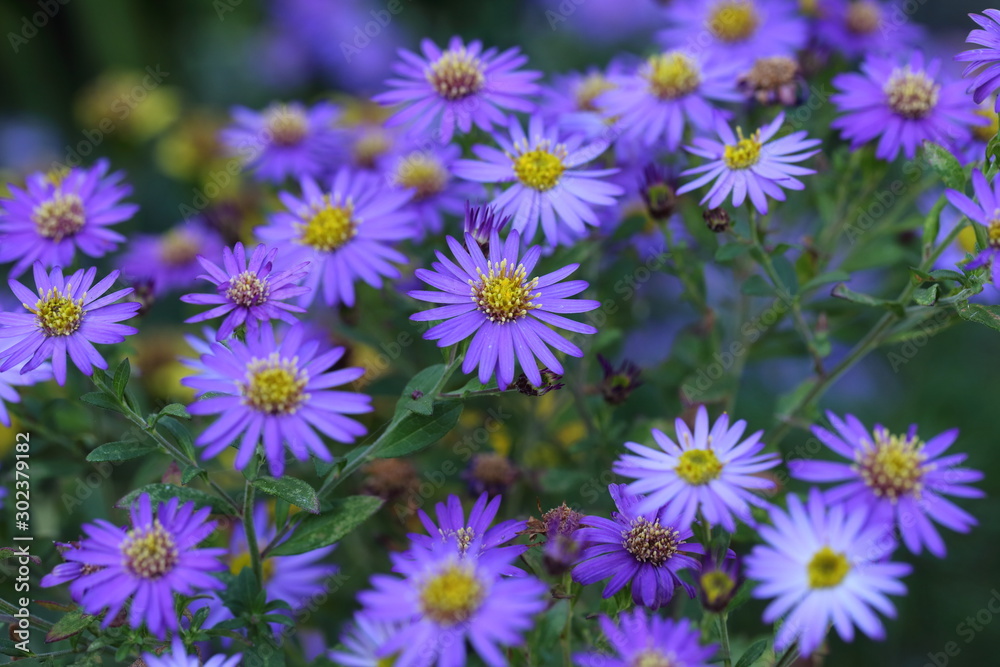 Flower in the garden in Japan Flower in the garden in Japan