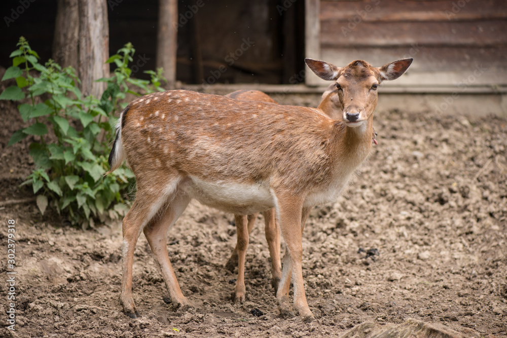 portrait of a deer. deer in the meadow. portrait of a deer. deer in the meadow.