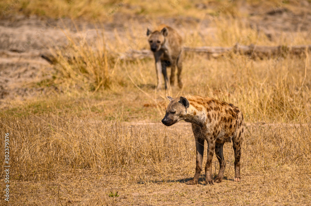 Two Spotted Hyena on patrol in their territory Two Spotted Hyena on patrol in their territory