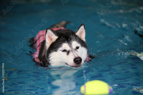Siberian Husky wear life jacket and play with toy in swimming pool. Dog swimming. Dog smile.