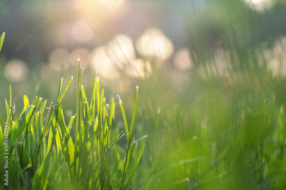 Fresh green grass illuminated by sun rays, flares and colorful bokeh on blurred background. Abstract nature background. Blurred backdrop. - obrazy, fototapety, plakaty 
