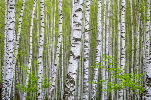 Birch grove in early spring. The young green leaves on branches against the background of black and white bark of birch trunks. Natural background.