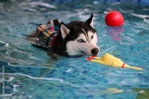 Dog play with toy in swimming pool. Siberian Husky wear life jacket and swimming.