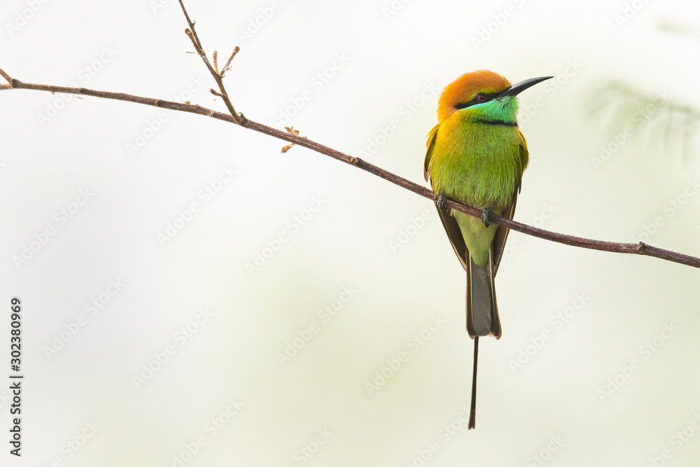 Green Bee-Eater perching on perch looking into a distance with morning mist in background