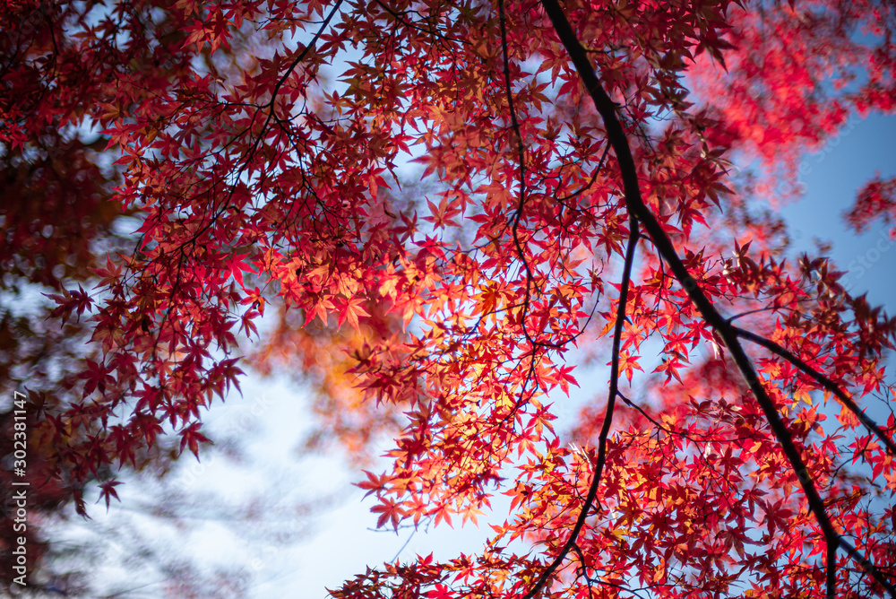 赤く燃える紅葉