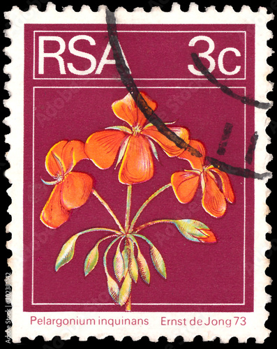 A 3 cent stamps printed in South Africa shows iamge of flower scarlet geraniums (Pelargonium inquinans), Flowering Plant photo