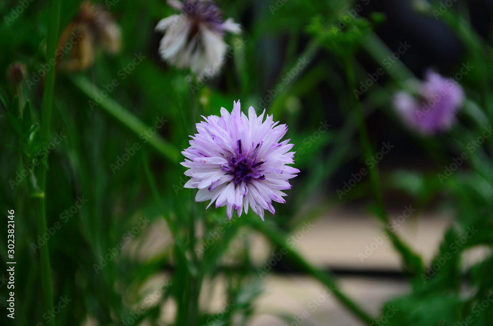 carnation flower in the garden, with bokeh for background carnation flower in the garden, with bokeh for background