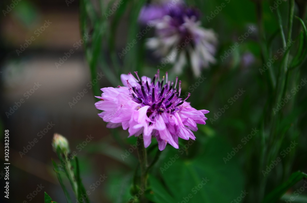 carnation flower in the garden, with bokeh for background carnation flower in the garden, with bokeh for background