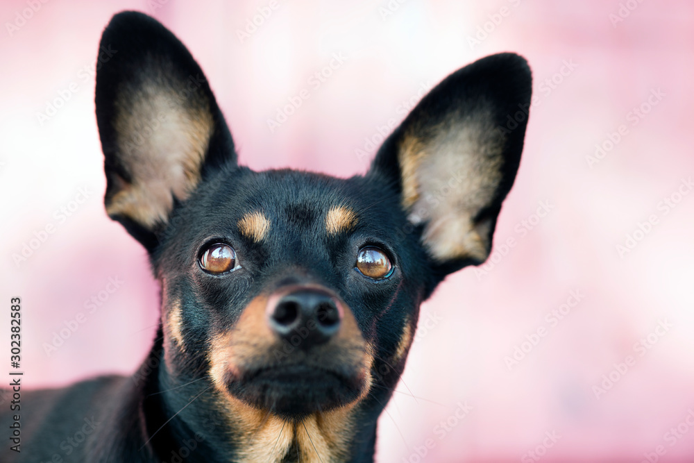 Portrait of a dog of the terrier breed with watery eyes