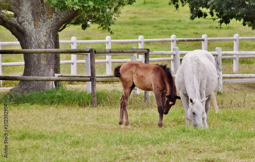 Landscape with a white Mare with her brown Foal