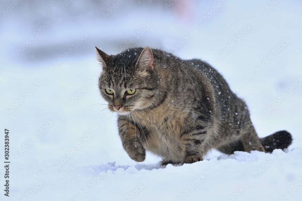 Beautiful tabby cat hunting in the snow. Winter scene with animal. Felis silvestris catus. Portait of a charming cat in the snow.