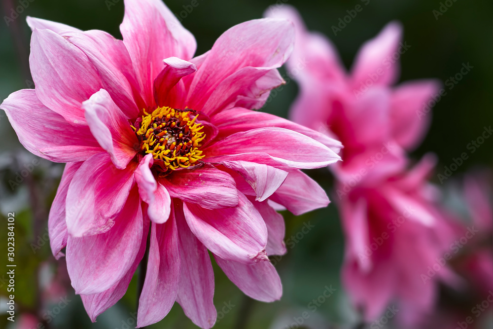 Obraz premium Pink chrysanthemum buds