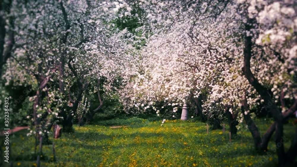 Beautiful Blossoming Spring Apple Trees Garden Beautiful Blossoming Spring Apple Trees Garden