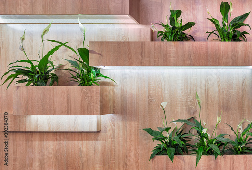 Wooden shelves in the form of boxes with built-in LED lighting for indoor plants and the blooming flowers of Spathiphyllum in it photo