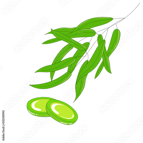 A branch with eucalyptus leaves and green eucalyptus cough drops. Natural medicine.