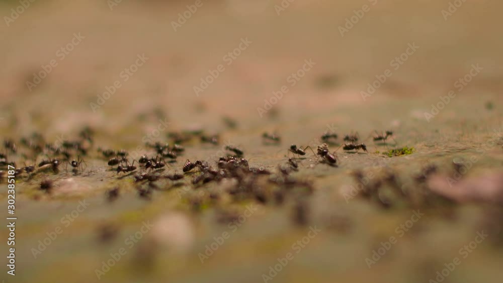 Ants Scent Trail in Jungle Close Up, Borneo Island, Malaysia Ants Scent Trail in Jungle Close Up, Borneo Island, Malaysia