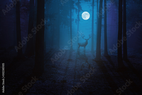 Blue Moonlit Forest