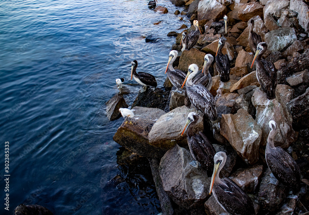 Obraz premium Many pelicans on the edge of the water 波打ち際のたくさんのペリカン