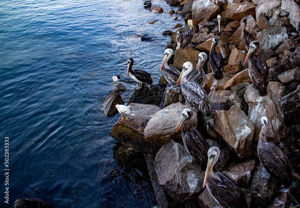 Many pelicans on the edge of the water 波打ち際のたくさんのペリカン