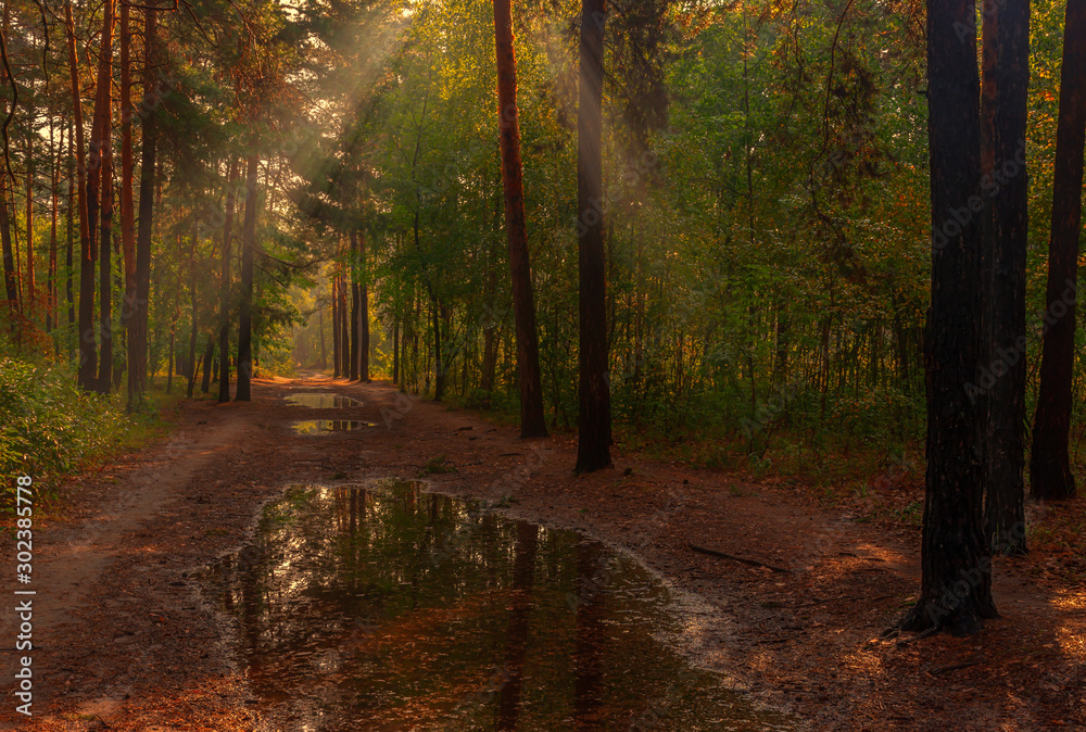 Walk in the woods. Nice, sunny weather. The rain ended, leaving large puddles in which the trees reflected. Walk in the woods. Nice, sunny weather. The rain ended, leaving large puddles in which the trees reflected.