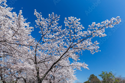 桜