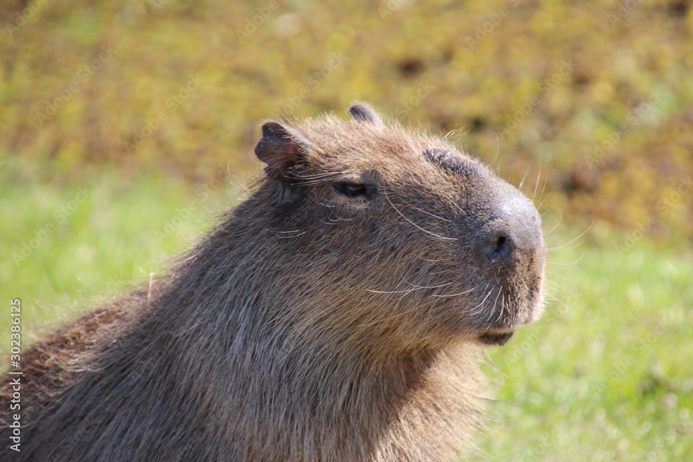 A Capybara in the Esteros de Ibera, Argentina A Capybara in the Esteros de Ibera, Argentina