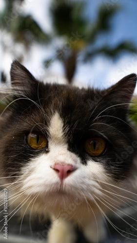 Foto White and Black Persian cat