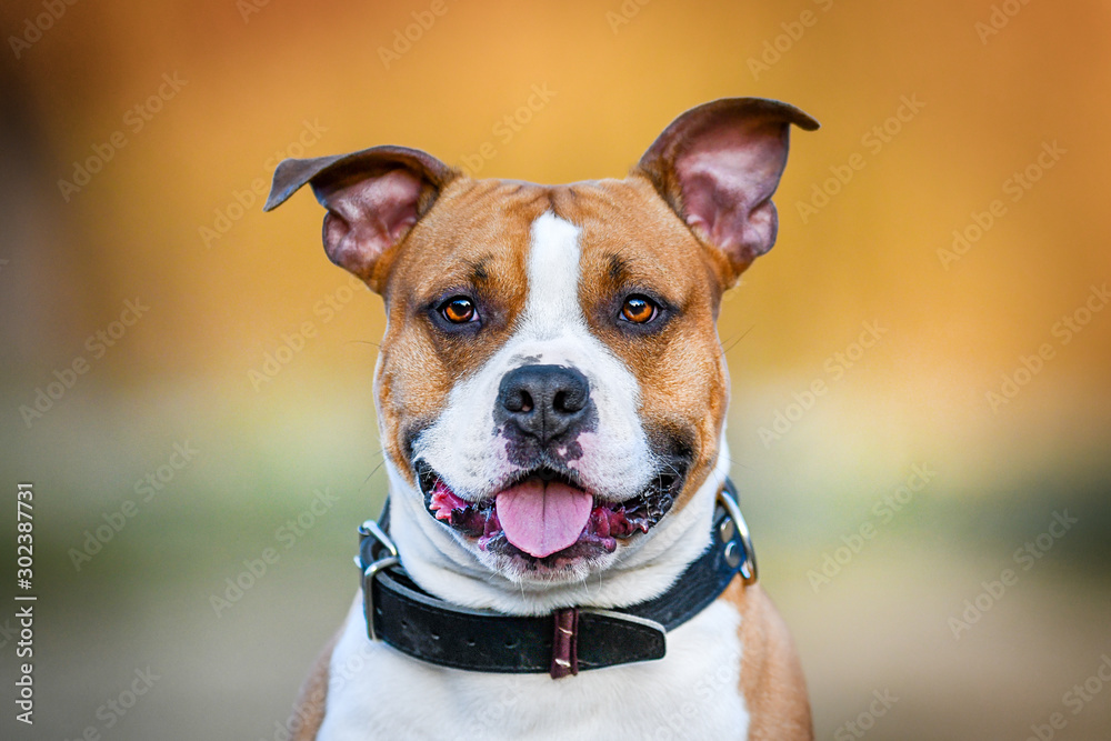 Are American Staffordshire Terriers Dangerous