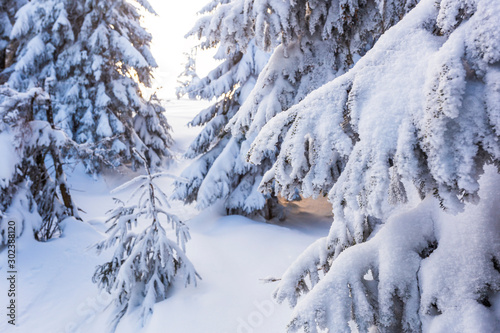 Spruce forest in the snow, a ray of sun passes through the trees