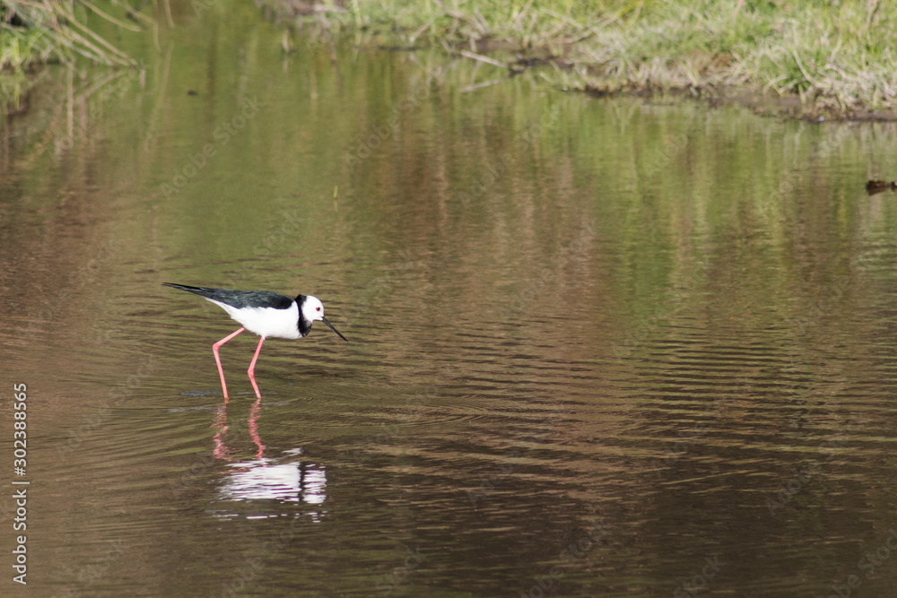 Fototapeta premium Close up image of a pied stilt (Himantopus leucocephalus) on a shallow pond in Kapiti region of New Zealand.