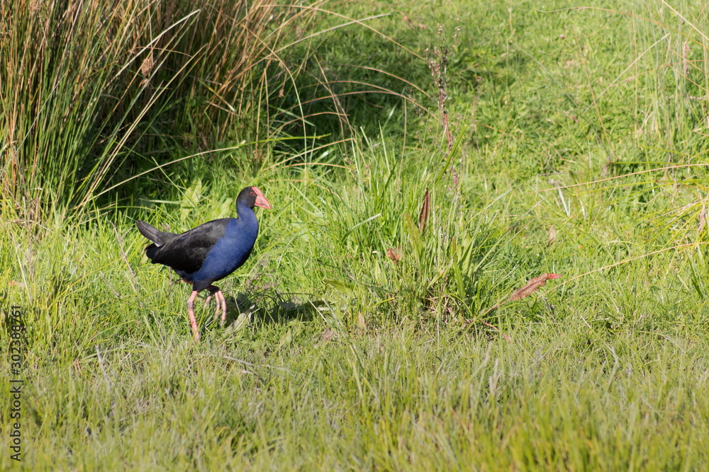 Close up image of a Australasian swamphen, (Porphyrio melanotus) roaming wild in a swampy region of the Kapiti Coast in New Zealand. Close up image of a Australasian swamphen, (Porphyrio melanotus) roaming wild in a swampy region of the Kapiti Coast in New Zealand.