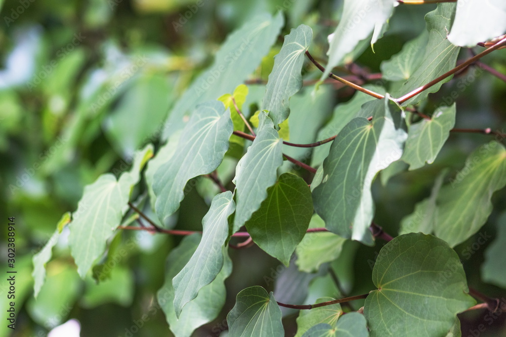 Background image of Kawakawa leaves (Piper excelsum) Background image of Kawakawa leaves (Piper excelsum)