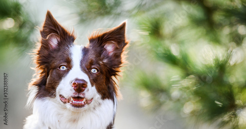 Border collie portrait or head detail in beautiful pine forest. Dog amazing eyes close up.