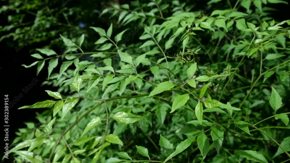 Spring nature, green bushes and grass, moved by a weak gust of wind Spring nature, green bushes and grass, moved by a weak gust of wind