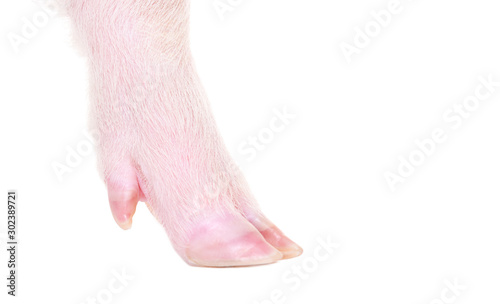 Fotografie Hoof little piggy, closeup, isolated on white background