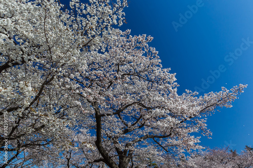 桜