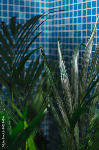 Watering the indoor tropical palm tree in the blue bathroom. Close up.