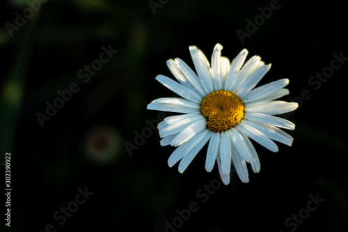 Lonely daisy flower macro marguerite, closeup chamomile bokeh 