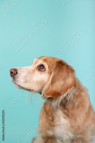 Mixed breed dog looking aside isolated on blue background. Studio portrait with copy space