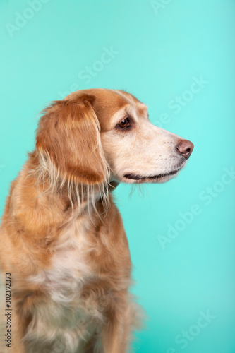 Close-up of mixed breed dog looking sideways on blue background. Studio portrait