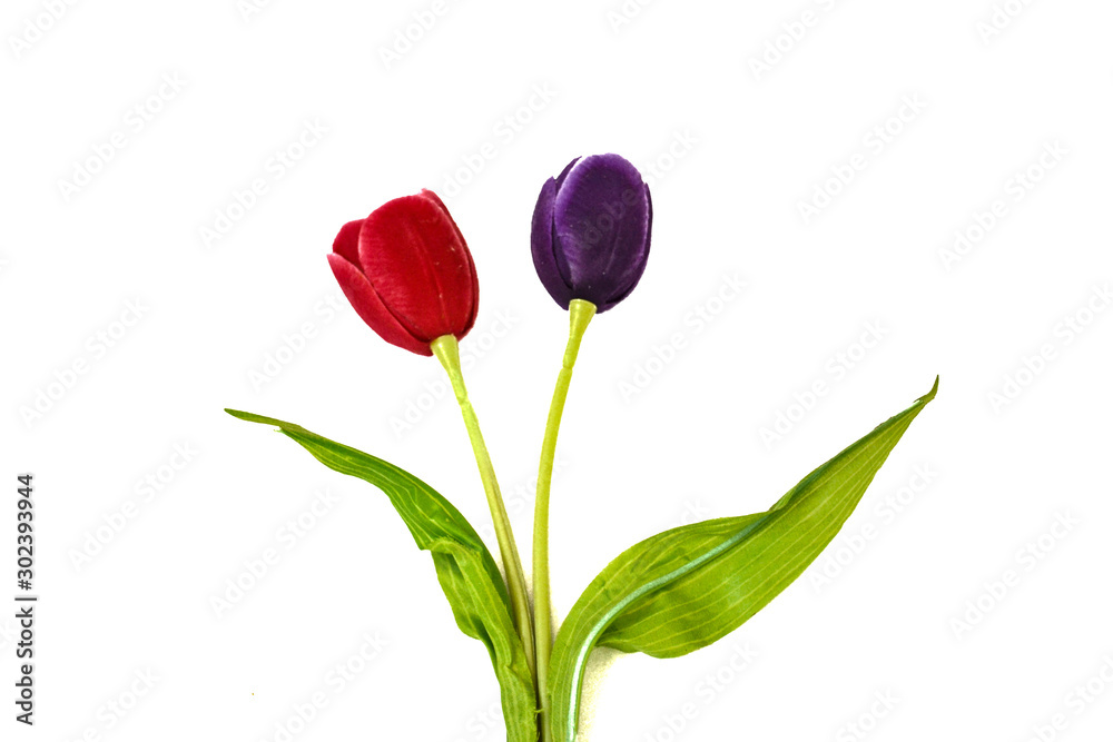 red and violet tulip isolated on white background red and violet tulip isolated on white background