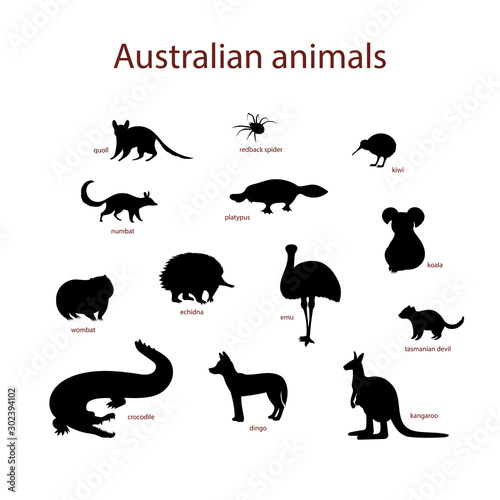Vector illustration, set of australian animal silhouettes. Quoll, redback spider, kiwi, numbat, platypus, koala, wombat, echidna, emu tasmanian devil crocodile dingo kangaroo