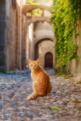 Fototapeta Naklejka Na Ścianę i Meble -  Cute ginger tabby cat sitting in a picturesque ancient cobblestone alley with arches in the medieval Old Town of Rhodes, Dodecanese, Greece