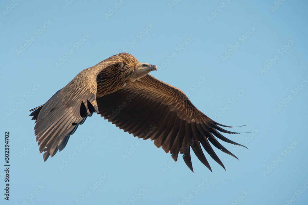 Fototapeta premium Himalayan griffon vulture flying on blue sky