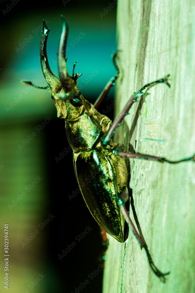 Fototapeta premium bug on leaf