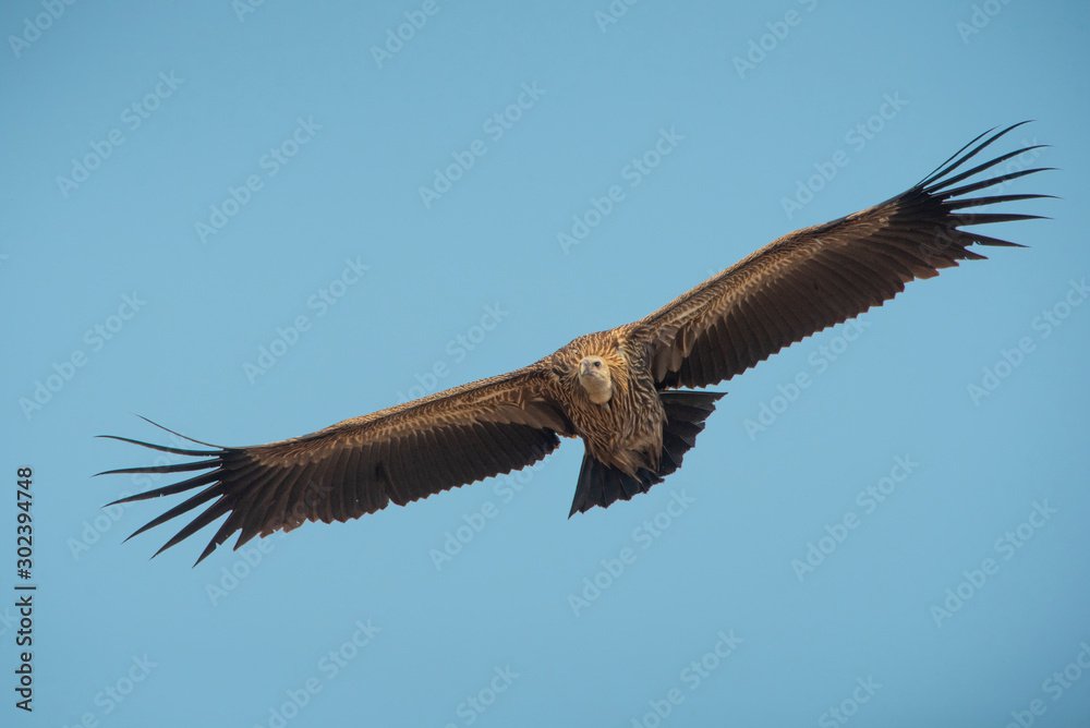 Fototapeta premium Himalayan griffon vulture flying on blue sky