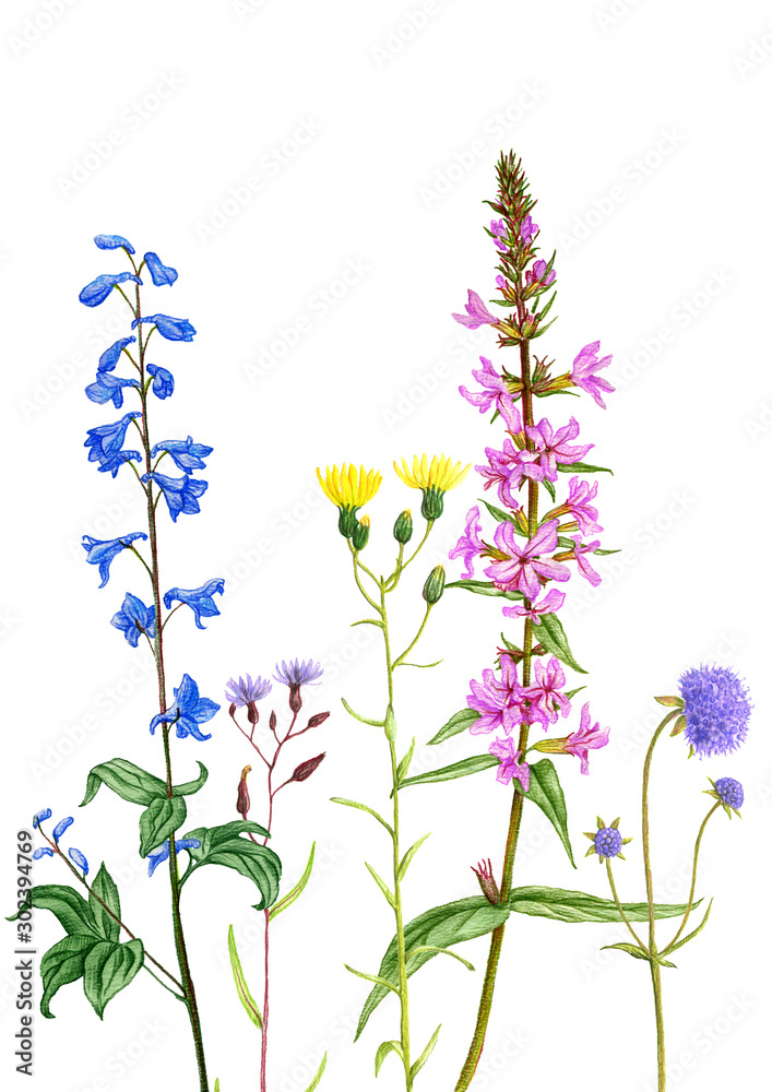 Obraz premium wild plants and flowers, drawing by colored pencils