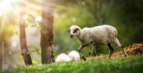 Sheeps in a meadow on green grass. Flock of sheep in sun rays background.